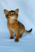 Yumi | somali kitten