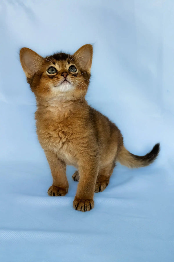 Yumi | somali kitten
