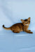 Yumi | somali kitten