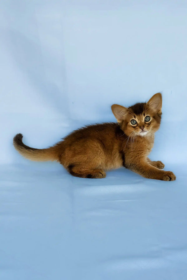 Yumi | somali kitten