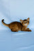 Yumi | somali kitten