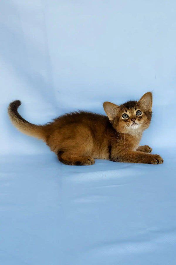 Yumi | somali kitten