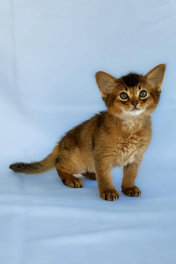 Yumi | somali kitten