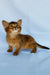 Yumi | somali kitten