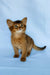 Yumi | somali kitten