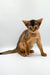 Adorable Abyssinian kitten with tawny fur and bright green eyes at Yunona