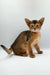 Abyssinian kitten with ticked fur and big ears sitting alertly for Yunona