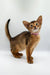 Adorable Abyssinian kitten in a cute pink collar from Yunona