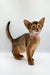 Abyssinian kitten with a pink collar standing alertly for Yunona product showcase