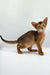 Abyssinian kitten in a cute pink collar from Yunona, perfect for pet lovers