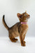 Abyssinian kitten with a pink collar gazing upward, perfect for Yunona product display