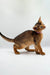 Abyssinian kitten with big ears and slim body standing alert, perfect for Yunona