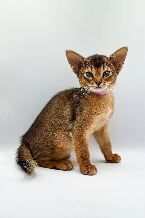 Abyssinian kitten with big ears and ticked fur sitting alertly, perfect for Yunona