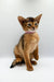 Cute Abyssinian kitten in a pink collar, sitting upright and looking playful