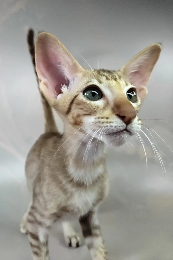Yupi | oriental shorthair kitten