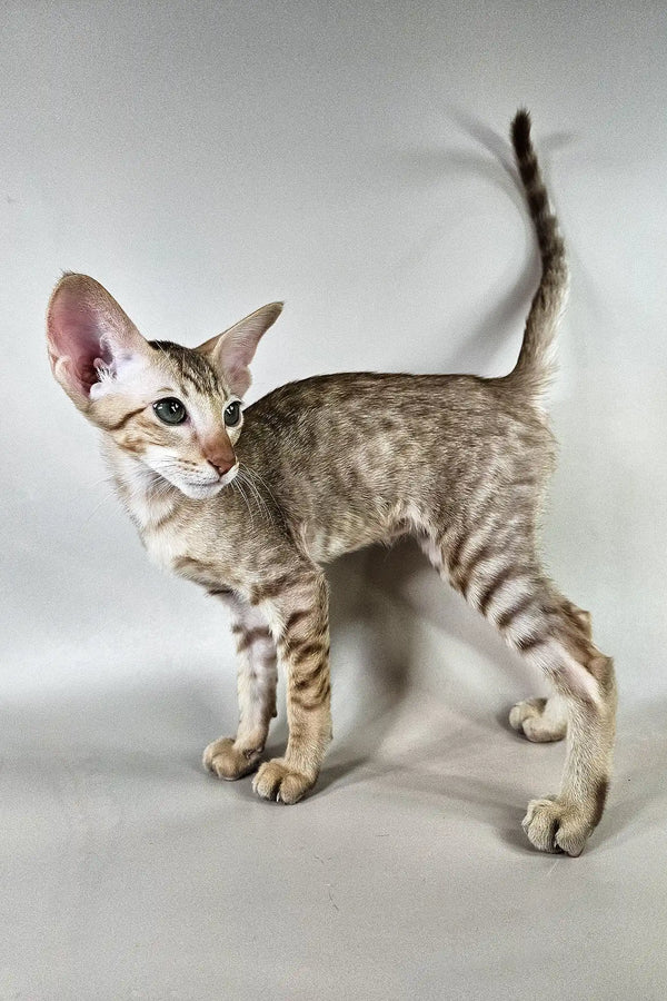 Yupi | oriental shorthair kitten