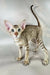Yupi | oriental shorthair kitten