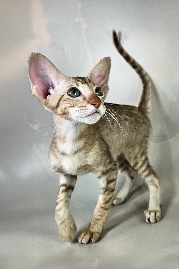 Yupi | oriental shorthair kitten