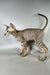 Yupi | oriental shorthair kitten