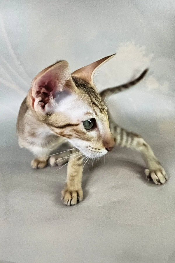 Yupi | oriental shorthair kitten