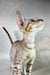 Yupi | oriental shorthair kitten