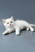 Yusiliya | british shorthair kitten
