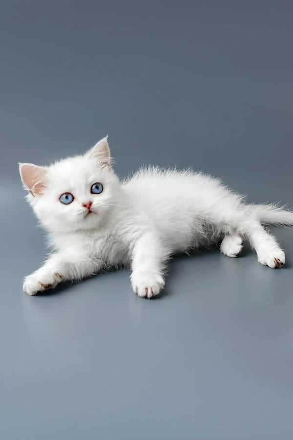 Yusiliya | british shorthair kitten