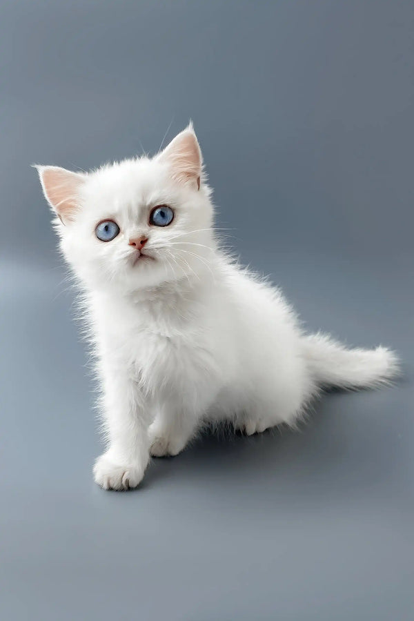 Yusiliya | british shorthair kitten