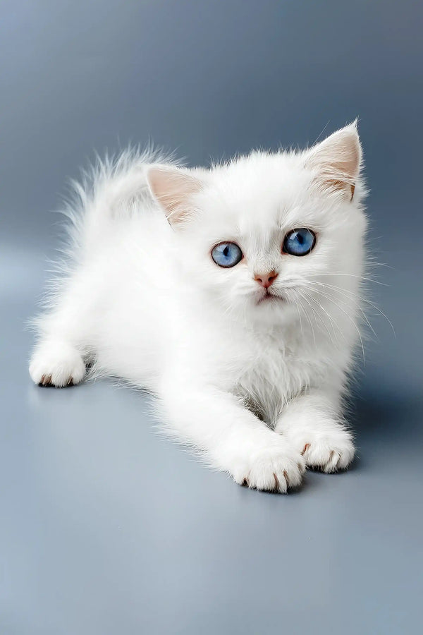 Yusiliya | british shorthair kitten