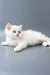 Yusiliya | british shorthair kitten