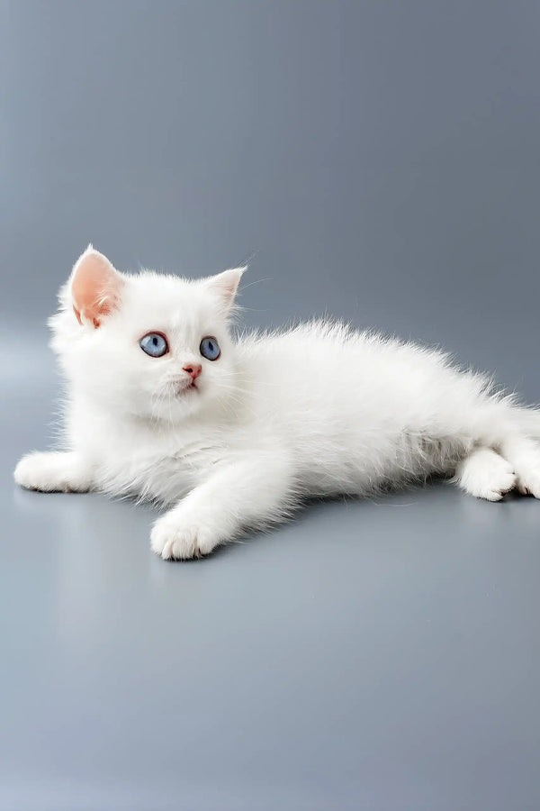 Yusiliya | british shorthair kitten