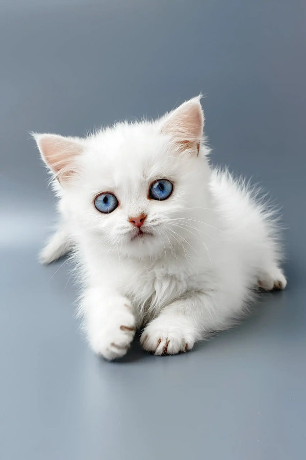 Yusiliya | british shorthair kitten