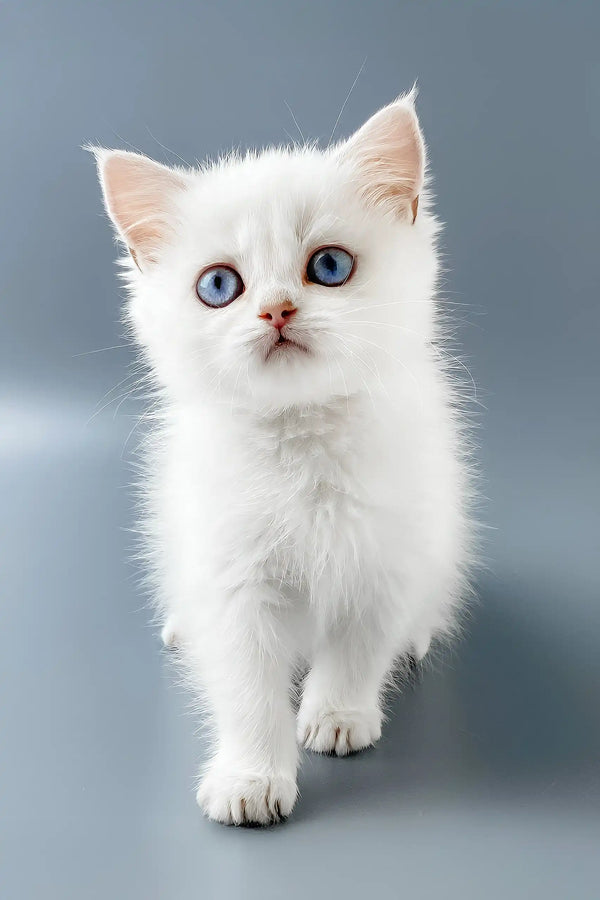 Yusiliya | british shorthair kitten