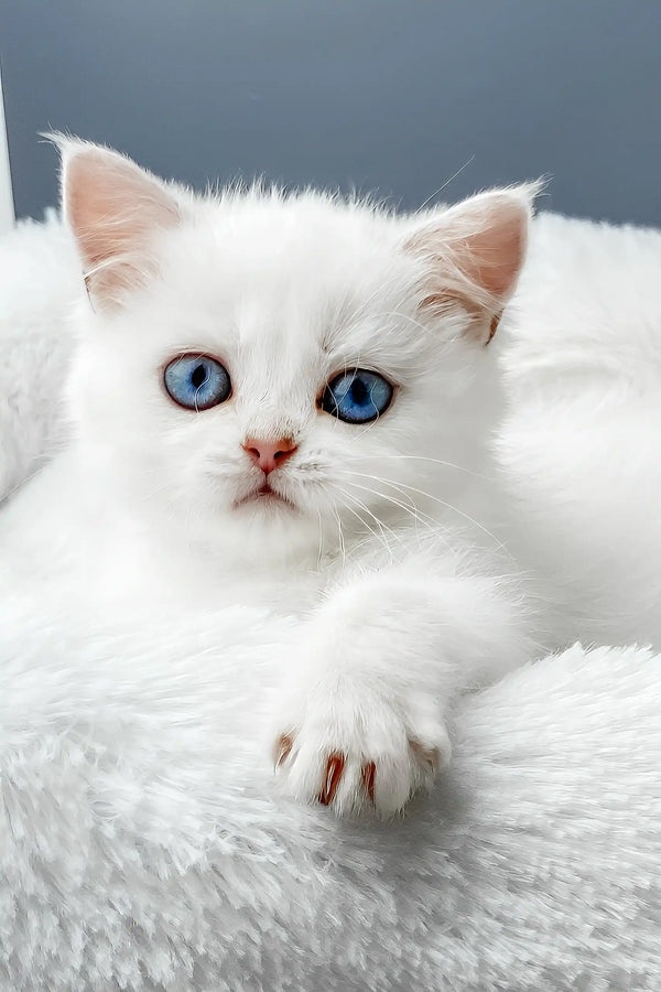 Yusiliya | british shorthair kitten