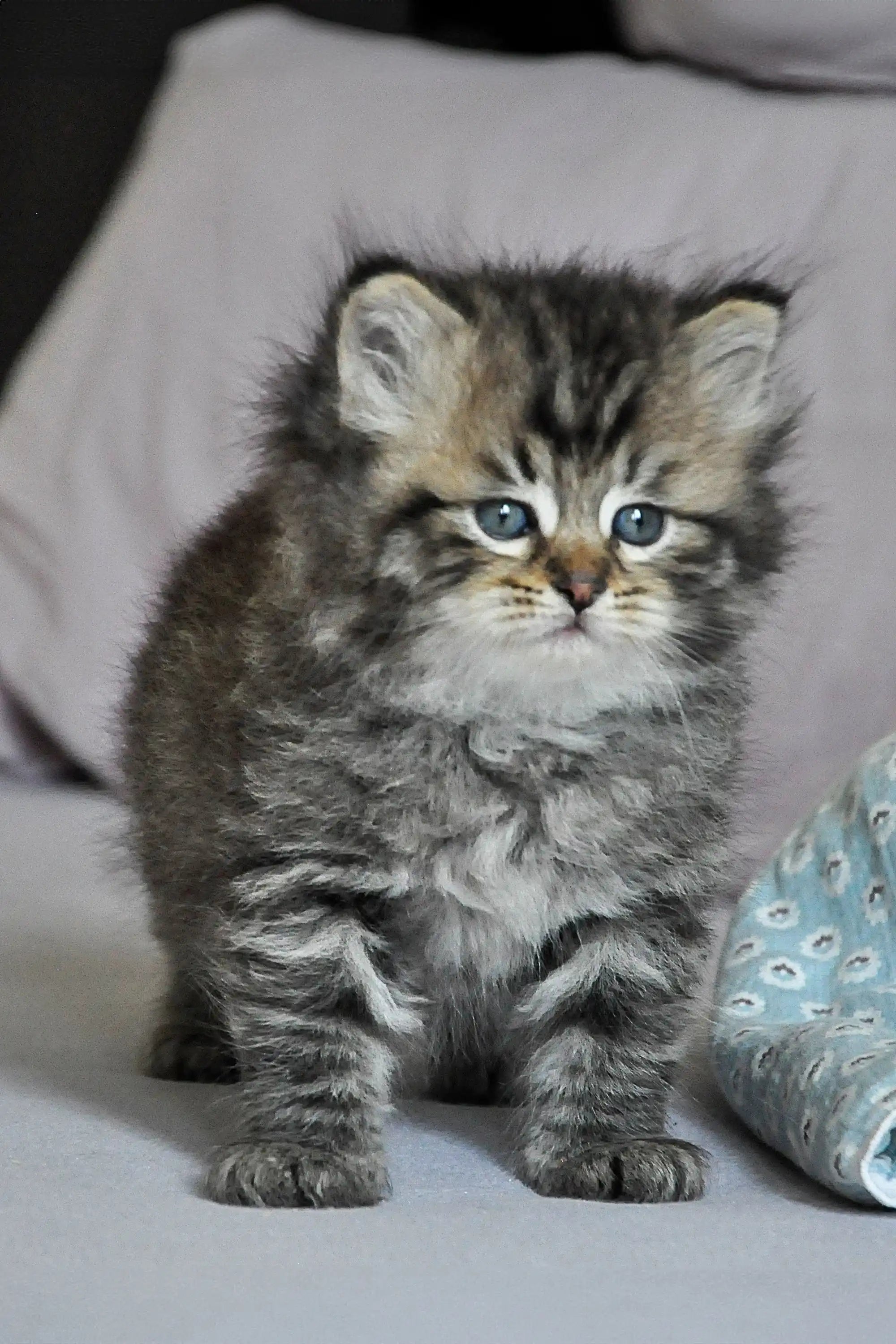 Kittens For Sale Yusuf Dubravushka | Siberian Kitten