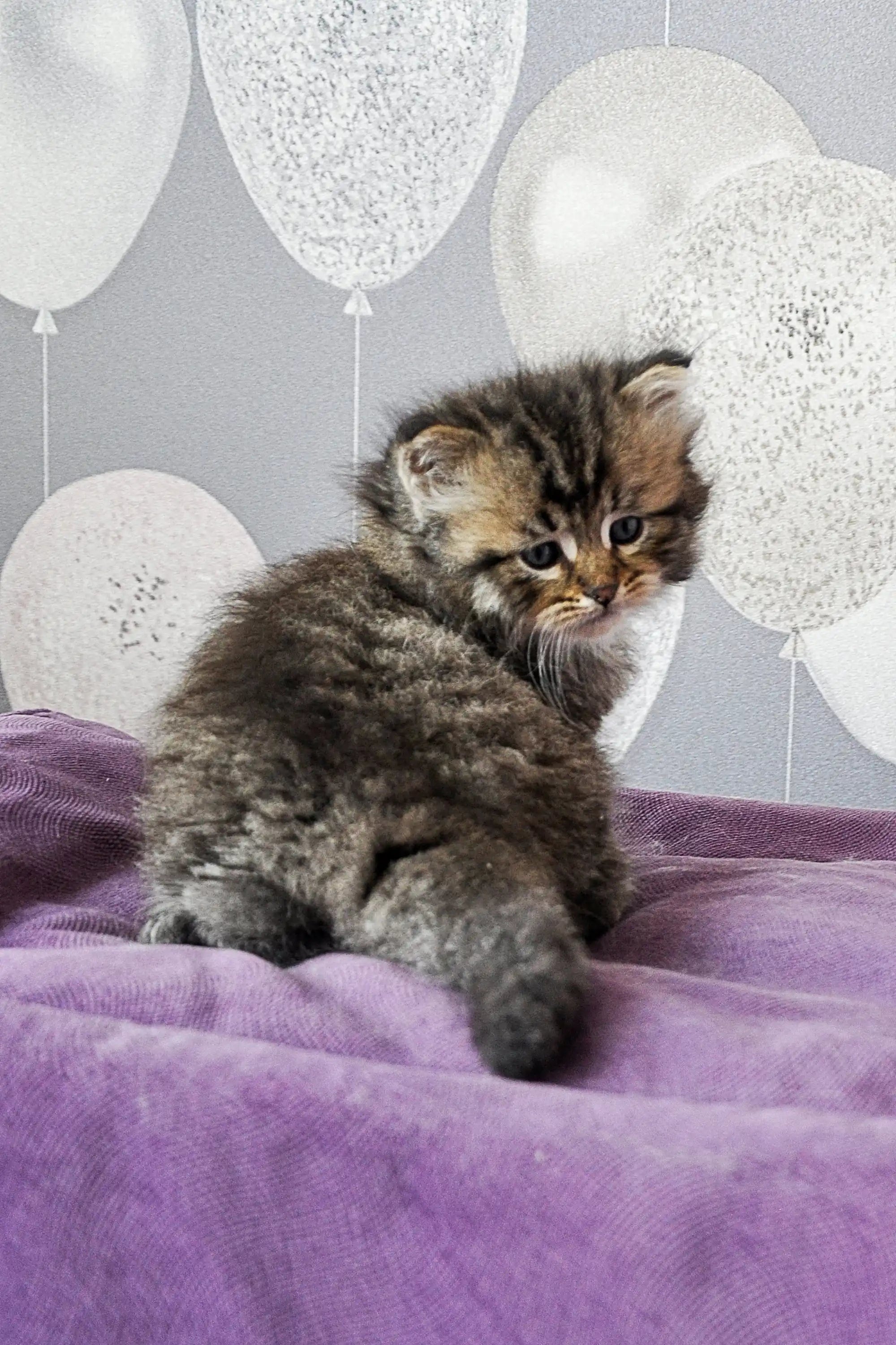 Kittens For Sale Yusuf Dubravushka | Siberian Kitten
