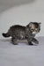 Fluffy gray tabby kitten with an alert look from Yusuf Dubravushka Siberian Kitten