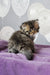 Fluffy tabby kitten on purple fabric, perfect for Yusuf Dubravushka’s Siberian Kitten fans