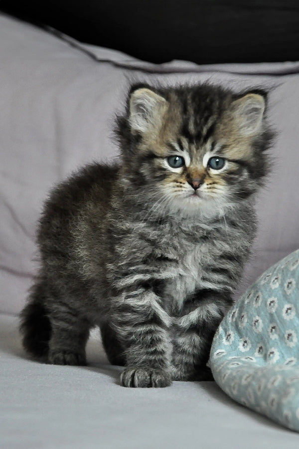 Fluffy tabby kitten with wide eyes from Yusuf Dubravushka, the perfect Siberian kitten