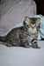 Adorable tabby Siberian kitten Yusuf Dubravushka with fluffy fur and alert eyes