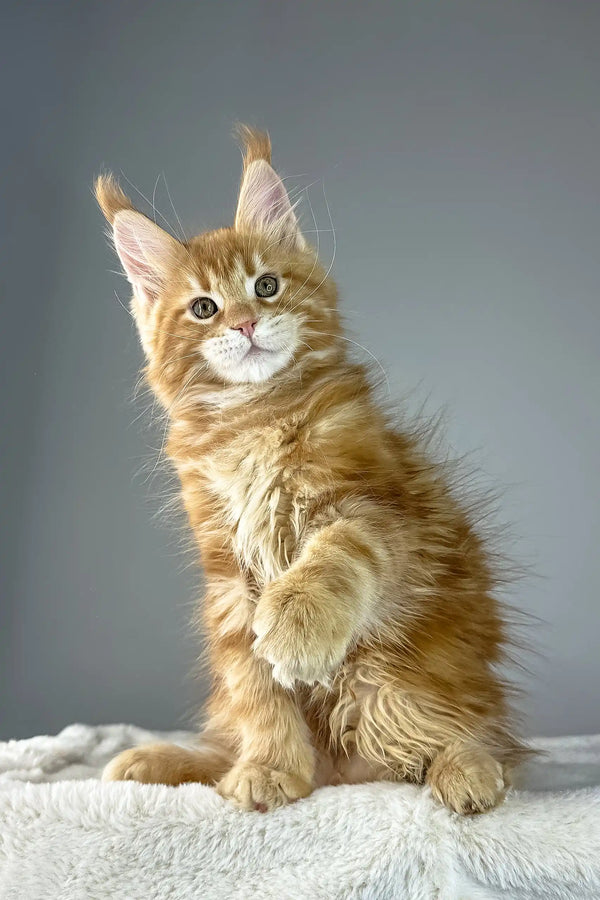 Adorable Orange Maine Coon kitten named Yves ready to find a loving home