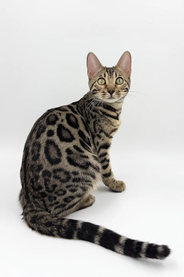 Spotted Bengal cat with striped tail showcasing the fun Zabrina Bengal Kitten design