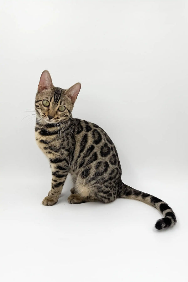 Zabrina Bengal Kitten with Striking Green Eyes