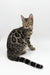 Spotted Bengal cat from Zabrina Bengal Kitten collection, playful and adorable