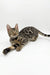 Spotted and striped Bengal cat from the Zabrina Bengal Kitten collection