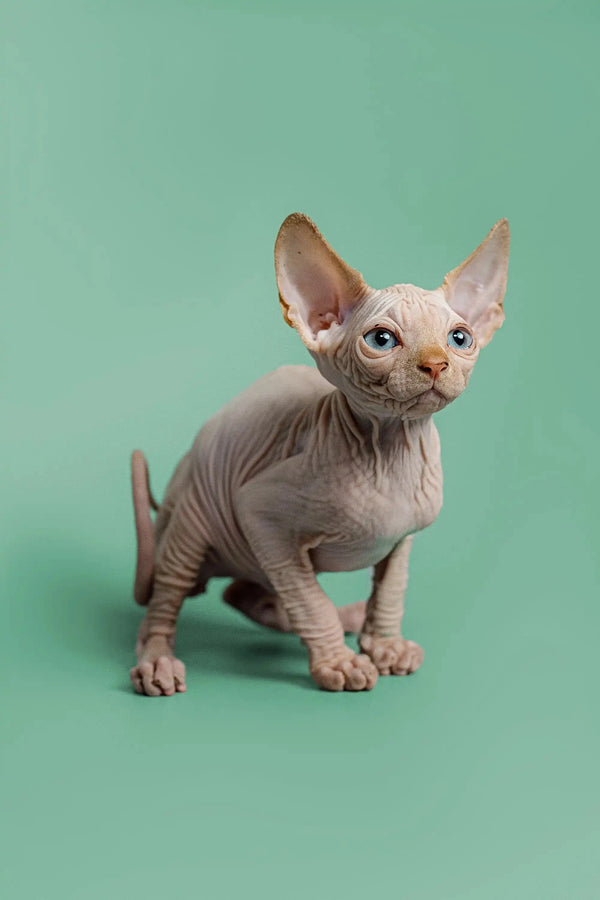 Adorable male Sphynx kitten with red point, wrinkled skin, and big ears