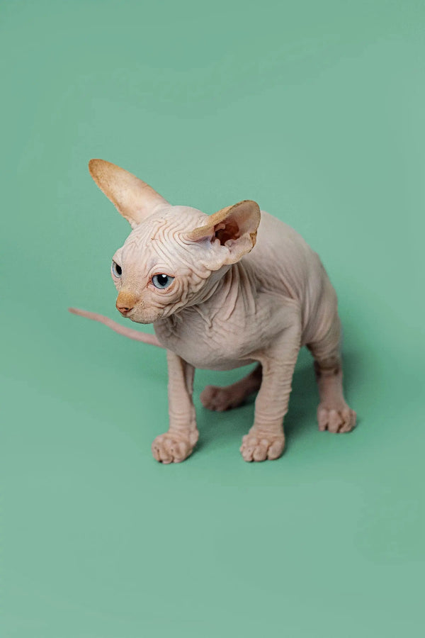 Hairless Sphynx kitten with wrinkled skin and large ears, perfect male Red Point buddy
