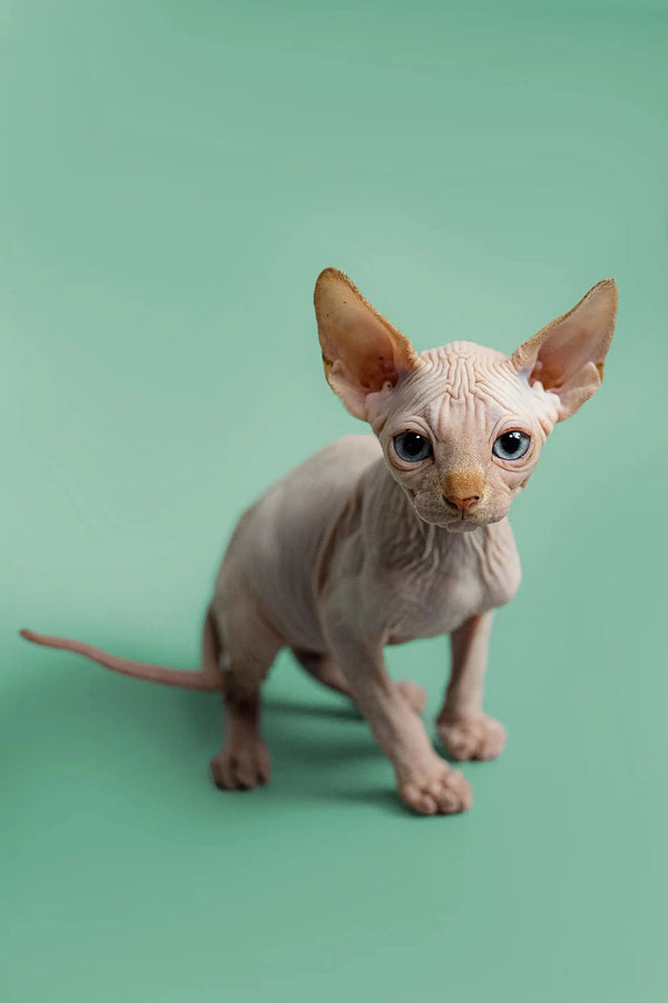 Adorable male Sphynx kitten Zac with large ears and cute wrinkled skin, red point
