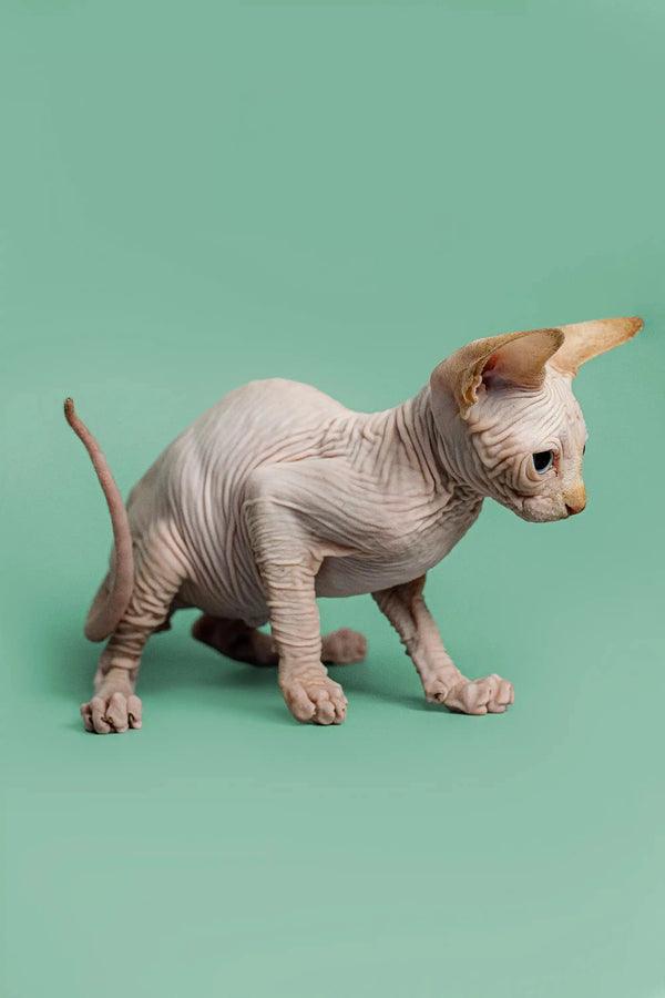 Sphynx kitten Zac with wrinkled skin and big ears, a cute male Red Point buddy