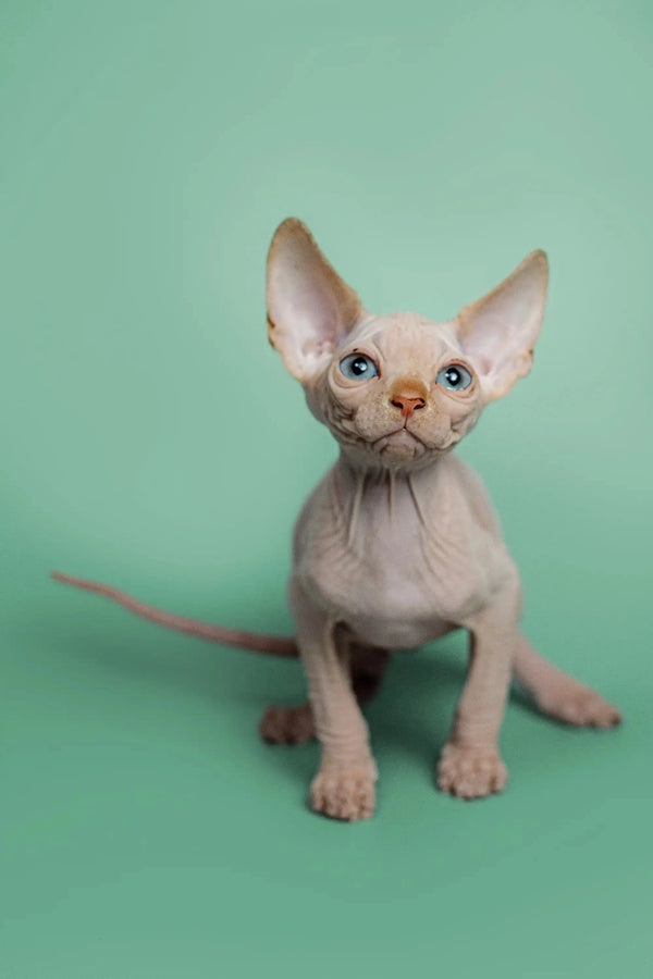 Adorable male Sphynx kitten named Zac with large ears and red point markings